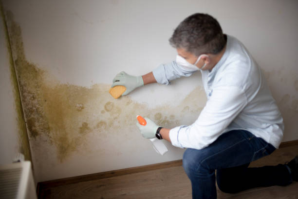 Best Air Quality Testing for Mold Spores  in Hawthorn Woods, IL