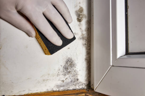 Best Biohazard Mold Removal  in Hawthorn Woods, IL