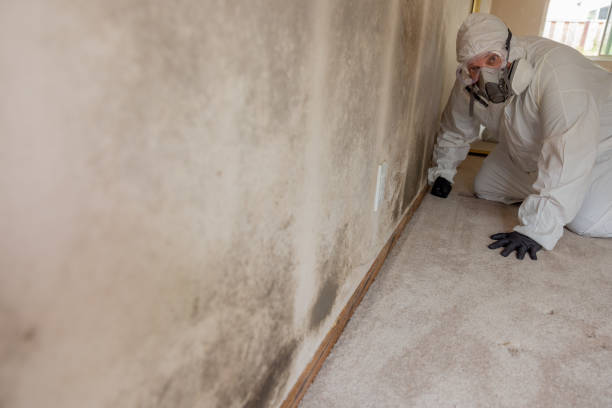 Best Water Damage & Mold Remediation  in Hawthorn Woods, IL